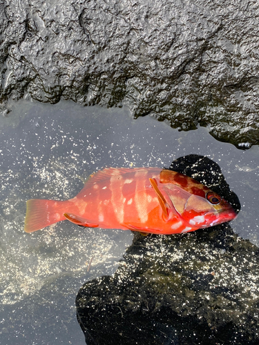 アカハタの釣果