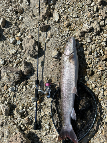 イトウの釣果