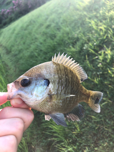 ブルーギルの釣果