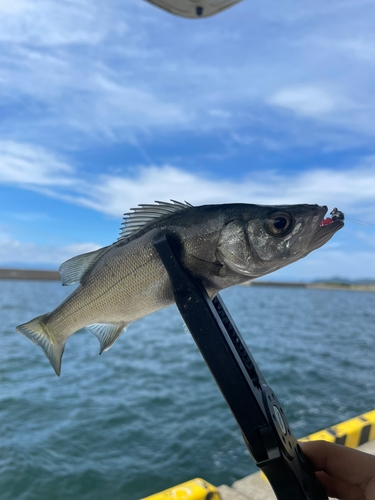 セイゴ（ヒラスズキ）の釣果