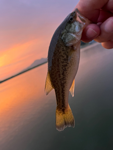 ラージマウスバスの釣果