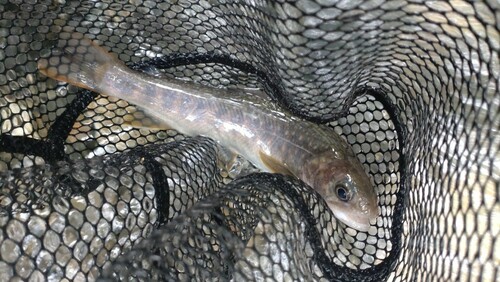 ニッコウイワナの釣果