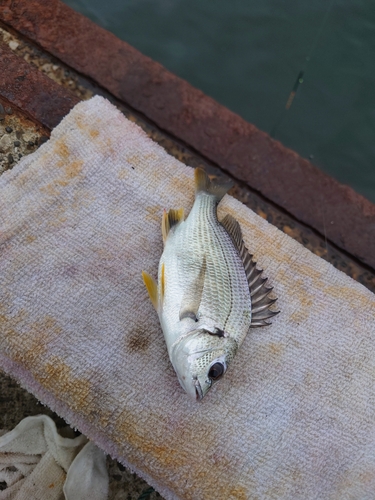 キビレの釣果