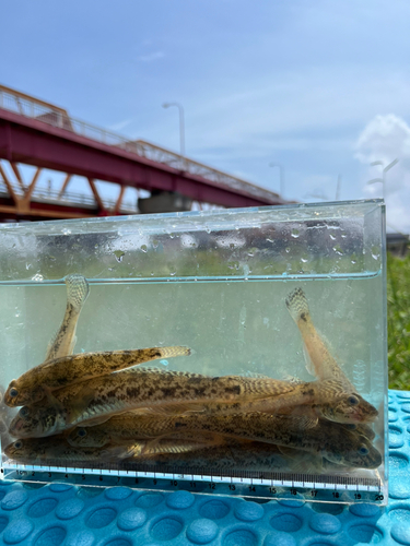 マハゼの釣果