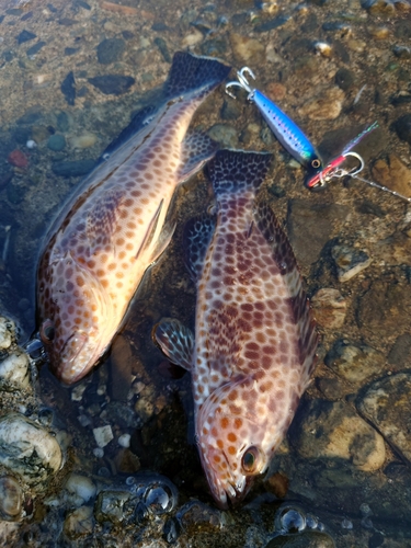 オオモンハタの釣果