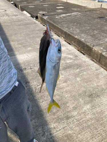 カンパチの釣果