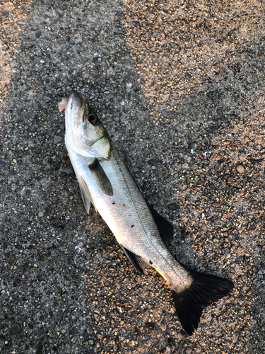 セイゴ（マルスズキ）の釣果