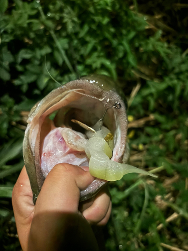 ブラックバスの釣果