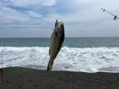 イシモチの釣果