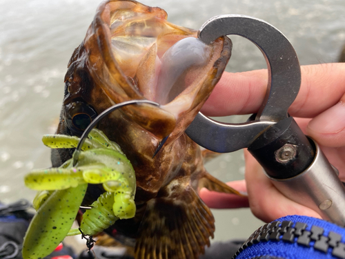 タケノコメバルの釣果