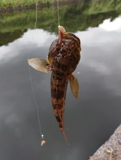 ウロハゼの釣果