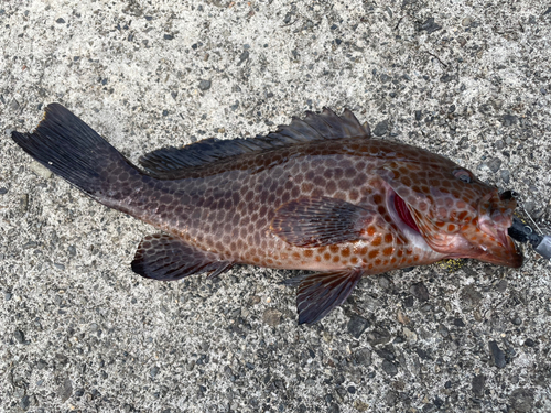 オオモンハタの釣果