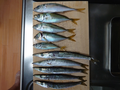 釣果