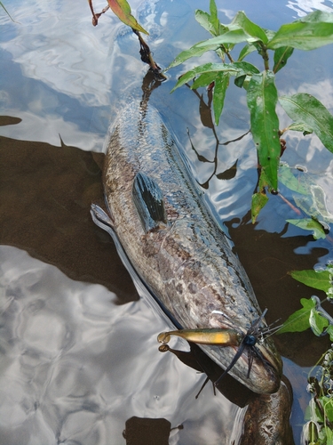 ライギョの釣果