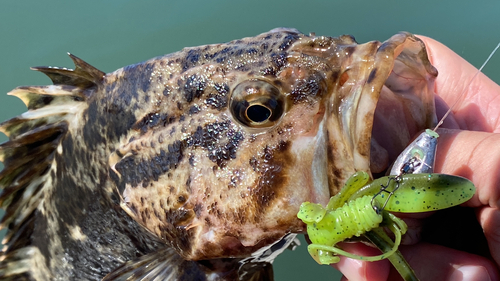 タケノコメバルの釣果