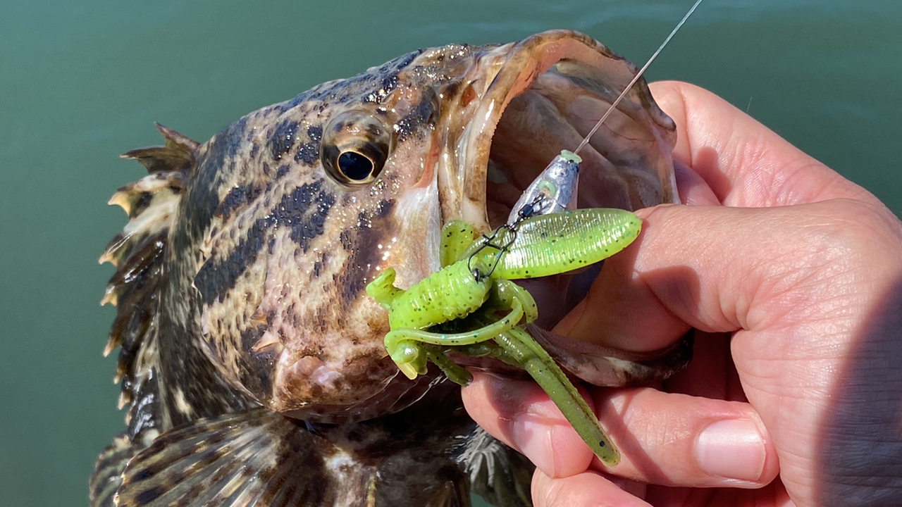 タケノコメバル