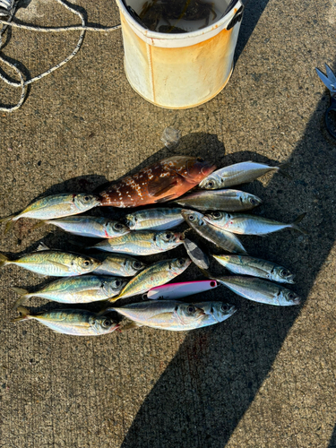 アコウの釣果