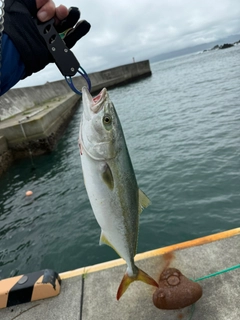 イナダの釣果