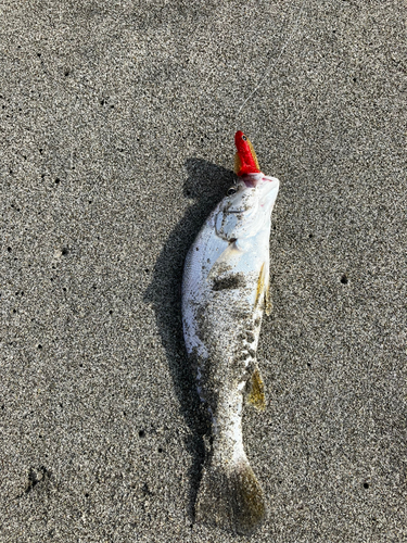 ニベの釣果