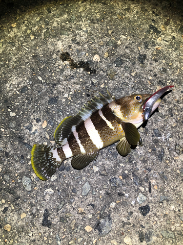 アオハタの釣果