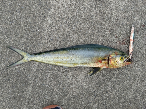 シイラの釣果