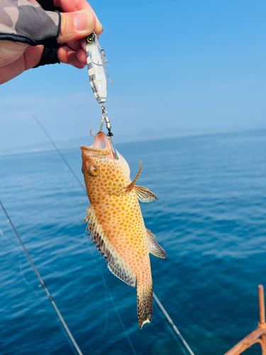 オオモンハタの釣果