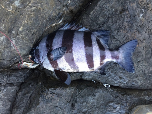 イシダイの釣果