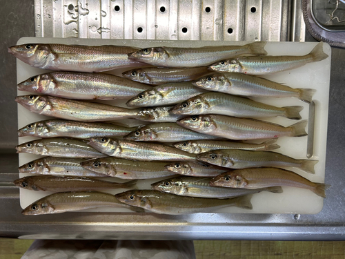 シロギスの釣果