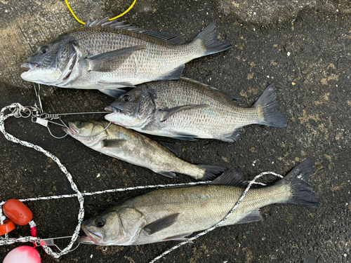 スズキの釣果