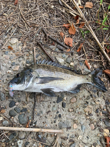 チヌの釣果