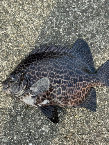 イシガキダイの釣果