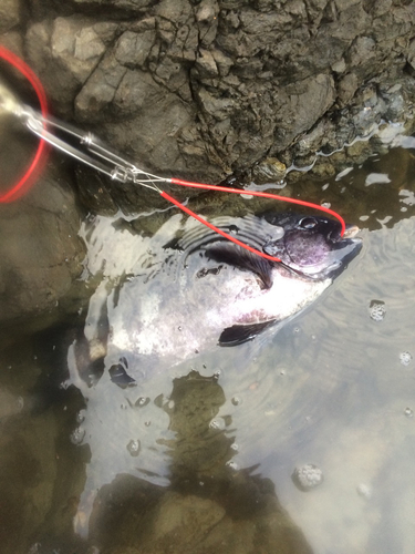 イシダイの釣果