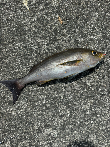 イサキの釣果