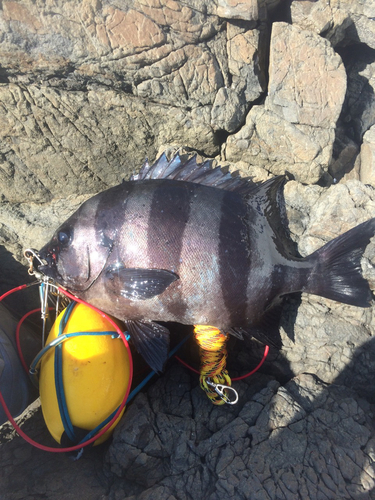 イシダイの釣果