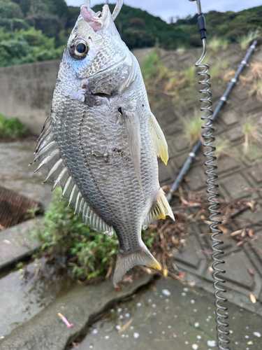 チヌの釣果