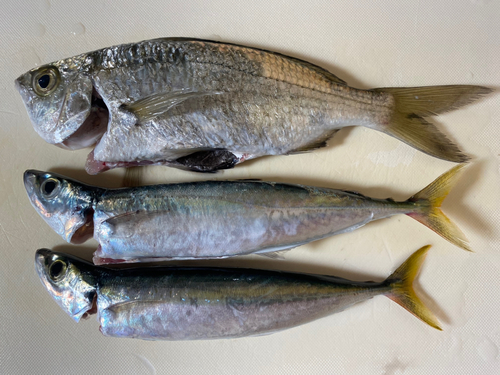 ムロアジの釣果