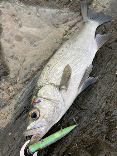 ヒラスズキの釣果