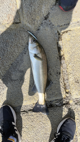 スズキの釣果