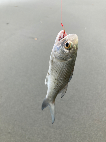 ツバメコノシロの釣果