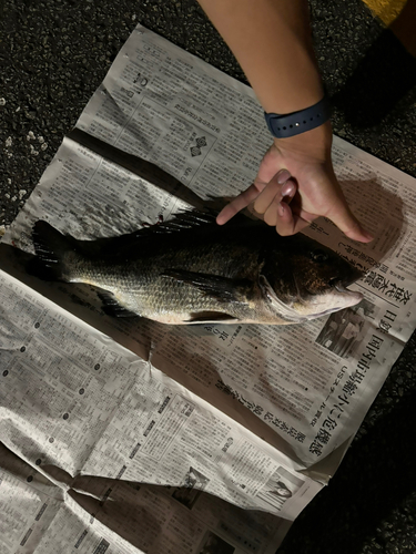 クロダイの釣果