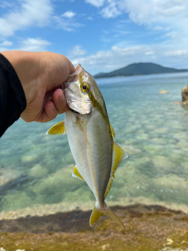 ネリゴの釣果