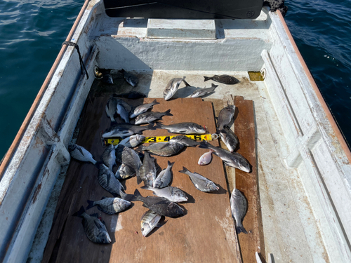 クロダイの釣果