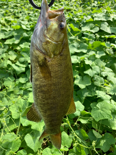 スモールマウスバスの釣果