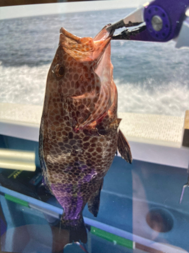 オオモンハタの釣果