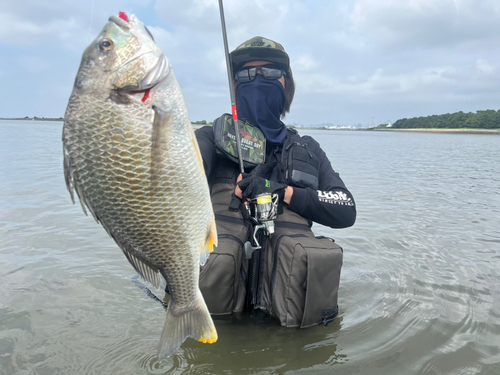 チヌの釣果