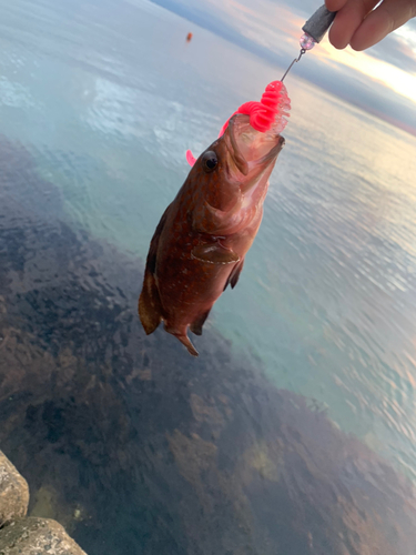 キジハタの釣果