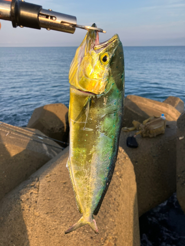 シイラの釣果