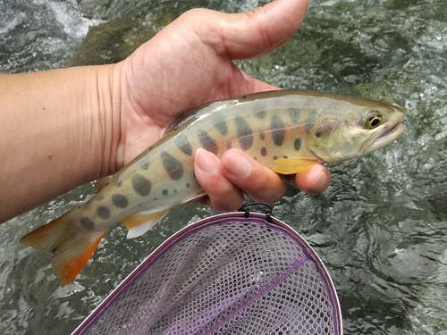 ヤマメの釣果