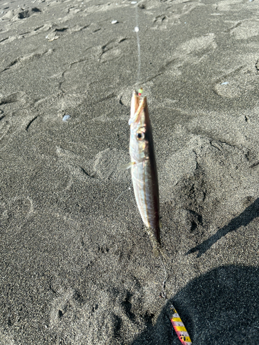 カマスの釣果