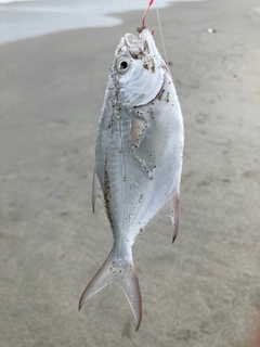 コバンアジの釣果